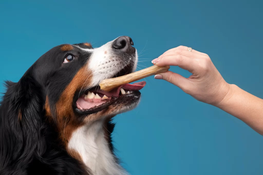 kemik şekilli ödül maması yiyen mutlu bir köpek